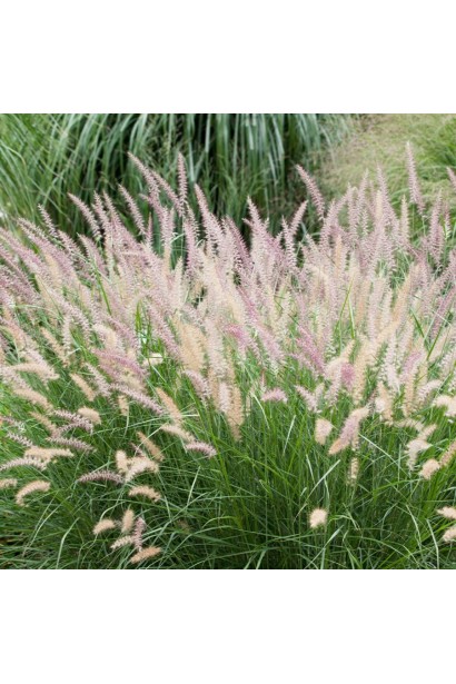 Пеннисетум лисохвостый Литтл Банни